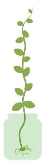 bonenplant_1