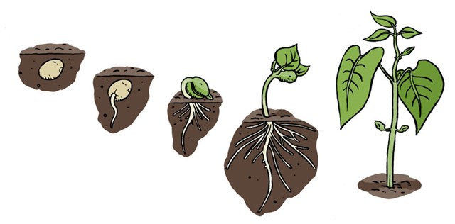 bonenplant