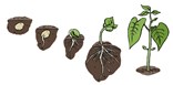 bonenplant