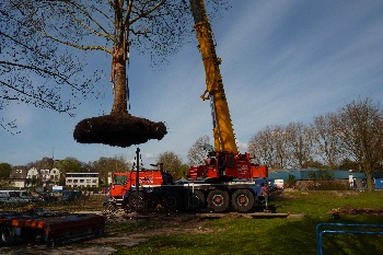 Bomen kappen en verplaatsen