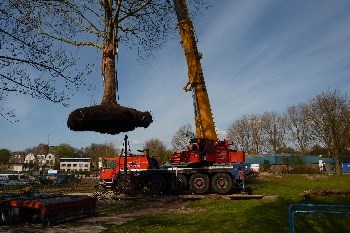 bomen verplaatsen