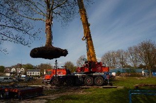 bomen verplaatsen