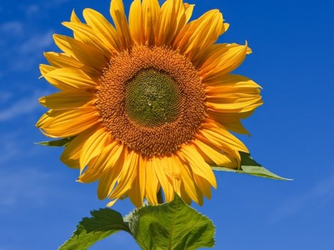zonnebloem-522x391