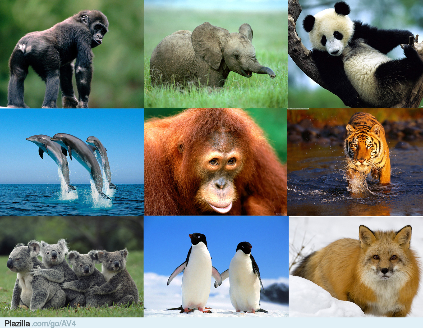 Inleveren werkstuk 'dier' (gr. 6)