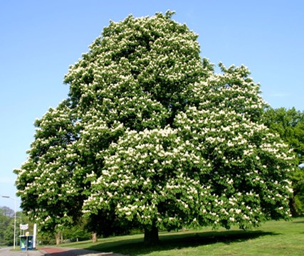 kastanjeboom