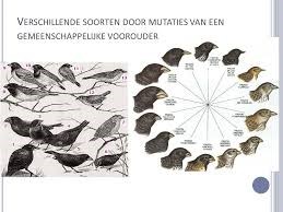 darwin 2