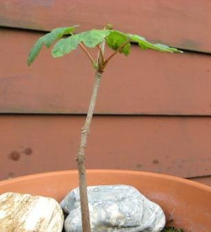 Groei en bloei actie